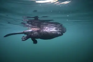 Castoridae Prints: European beaver (Castor fiber) swimming on the surface