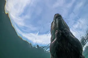 Underside Prints: European beaver (Castor fiber) swimming on the surface
