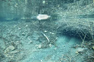 Homes Prints: European beaver (Castor fiber) swimming on the surface close to entrance of its underwater lodge