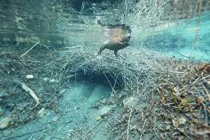 Homes Prints: European beaver (Castor fiber) swimming on the surface close to entrance of its underwater lodge