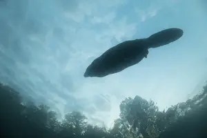 Underside Prints: European beaver (Castor fiber) swimming on the surface silhouetted at dusk