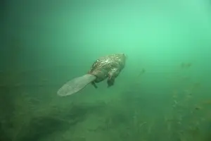 Castoridae Prints: European beaver (Castor fiber) swimming underwater, River Rhone, Alps, France. May