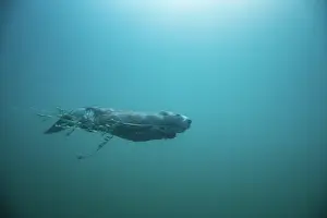 Agile Prints: European beaver (Castor fiber) swimming underwater carrying a branch in its mouth