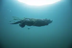 Agile Prints: European beaver (Castor fiber) swimming underwater carrying a branch in its mouth
