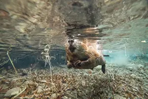 Castoridae Prints: European beaver (Castor fiber) swimming at water surface, Alps, France. June