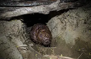 European beaver (Castor fiber) walking through excavated tunnel linking two small rivers at night, Ain, Alps, France. April. Camera trap image