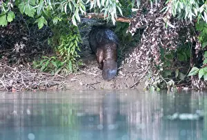 Castoridae Prints: European beaver (Castor fiber) walking up riverbank to look for food
