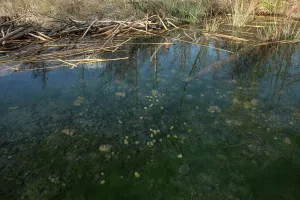 Faeces Prints: European beaver's dam (Castor fiber) on river surrounded by beaver droppings in the water