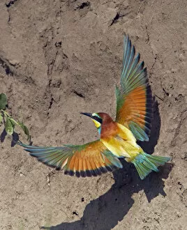 European Bee-eater (Merops apiaster) flying to nest hole in bank, Pusztaszer, Hungary