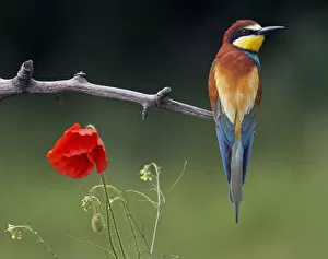 Images Dated 21st May 2008: European Bee-eater (Merops apiaster) perched beside Poppy flower, Pusztaszer, Hungary