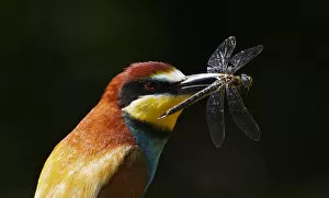 Images Dated 21st May 2008: European Bee-eater (Merops apiaster) with Dragonfly prey, Pusztaszer, Hungary, May 2008