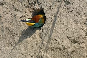 Images Dated 21st May 2008: European Bee-eater (Merops apiaster) emerging from nest hole in bank, Pusztaszer