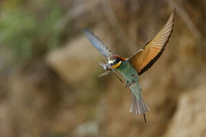 European bee eater (Merops apiaster) in flight with Dragonfly prey, Bagerova Steppe