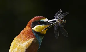 European Bee-eater (Merops apiaster) with Dragonfly prey, Pusztaszer, Hungary, May 2008