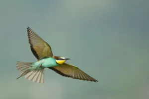European bee-eater (Merops apiaster) in flight, Bulgaria, May 2008
