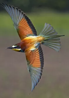 Images Dated 16th May 2008: European Bee-eater (Merops apiaster) in flight, Pusztaszer, Hungary, May 2008