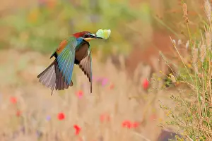 Meadow Prints: European bee-eater (Merops apiaster) in flight over meadow with butterfly prey in beak