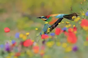 Meadow Prints: European bee-eater (Merops apiaster) in flight through meadow with flowers