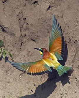 European Bee-eater (Merops apiaster) flying to nest hole in bank, Pusztaszer, Hungary
