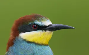 European Bee-eater (Merops apiaster) head portrait, Pusztaszer, Hungary, May 2008