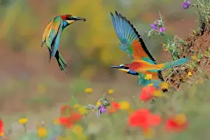 Meropidae Prints: European bee-eater (Merops apiaster)