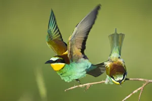 European bee-eater (Merops apiaster) pair in courtship display, Bulgaria, May 2008