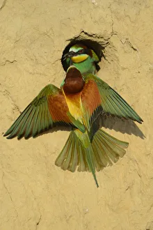 Wetlands Prints: European bee eater (Merops apiaster) pair at nest at breeding site