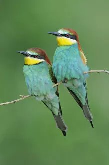 Images Dated 2nd November 2009: European Bee-eater (Merops apiaster) perched. Hungary, Europe, May