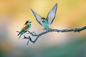Meropidae Prints: European bee-eater (Merops apiaster) two perched on branch, Lower Silesia, Poland