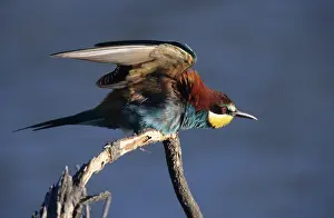 France Prints: European bee-eater (Merops apiaster) perched on branch along the Rhone river hunting insects