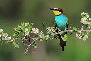 Meropidae Prints: European bee-eater (Merops apiaster) perched on flowering Hawthorn (Crataegus sp)