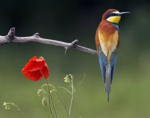 European Bee-eater (Merops apiaster) perched beside Poppy flower, Pusztaszer, Hungary