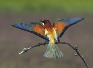 European Bee-eater (Merops apiaster) perched with wings extended, Pusztaszer, Hungary