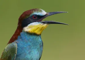 Images Dated 21st May 2008: European Bee-eater (Merops apiaster) vocalising, Pusztaszer, Hungary, May 2008