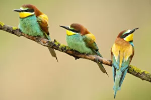 Images Dated 5th July 2011: European Bee-eaters (Merops apiaster) perching. The Pyrenees, Spain, May