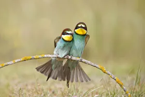 European bee eaters (Merops apiaster) sitting close together on branch. Seville, Spain