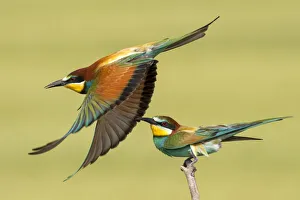 Meropidae Prints: European bee eaters (Merops apiaster) one taking off another perched