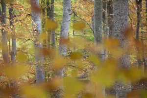 Images Dated 9th February 2012: European beech (Fagus sylvatica) woodland viewed through autumn leaves, Rothiemurchus