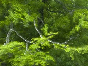 Images Dated 3rd June 2009: European beech (Fagus sylvatica) branches, Pollino National Park, Basilicata, Italy