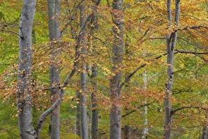 Trunks Prints: European beech (Fagus sylvatica) changing colour in autumn