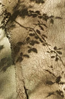 Denmark Collection: European beech (Fagus sylvatica) close-up of trunk, with shadows of leaves, Klampenborg Dyrehaven