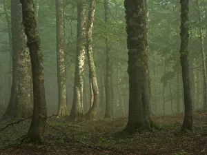 European beech (Fagus sylvatica) forest in light mist, Pollino National Park, Basilicata