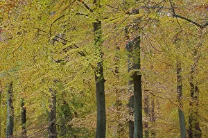 Images Dated 30th October 2008: European beech (Fagus sylvatica) trees, Klampenborg Dyrehaven, Denmark, October 2008