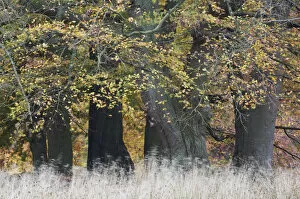 Florian Mollers Collection: European beech (Fagus sylvatica) trees, Klampenborg Dyrehaven, Denmark, October 2008