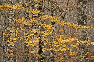 Images Dated 2nd November 2009: European beech (Fagus sylvatica) trees in autumn, Pollino National Park, Basilicata