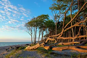 Baltic Sea Prints: European beech (Fagus sylvatica) trees along the beach in evening light