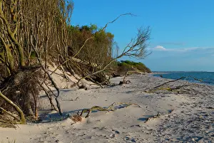 Fagales Prints: European beech (Fagus sylvatica) trees growing along edge of beach