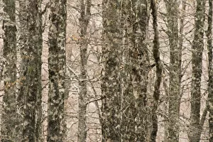 Images Dated 3rd November 2008: European beech (Fagus sylvatica) trunks in forest, Pollino National Park, Basilicata