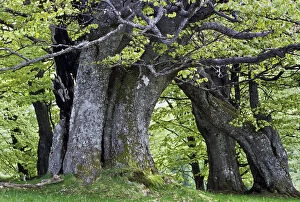 Ancient Gallery: European Beech forest (Fagus sylvatica) Retezat National Park, Romania, June
