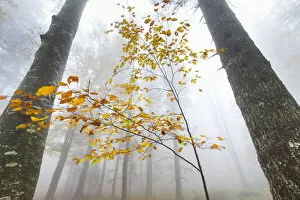 Autumn Update Gallery: European beech forest (Fagus sylvatica) in autumn, view from below in the mist
